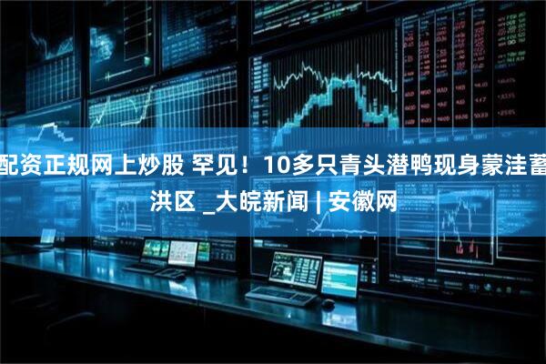 配资正规网上炒股 罕见！10多只青头潜鸭现身蒙洼蓄洪区 _大皖新闻 | 安徽网