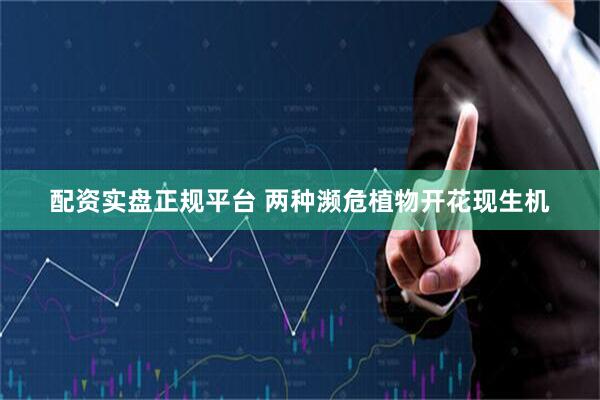 配资实盘正规平台 两种濒危植物开花现生机